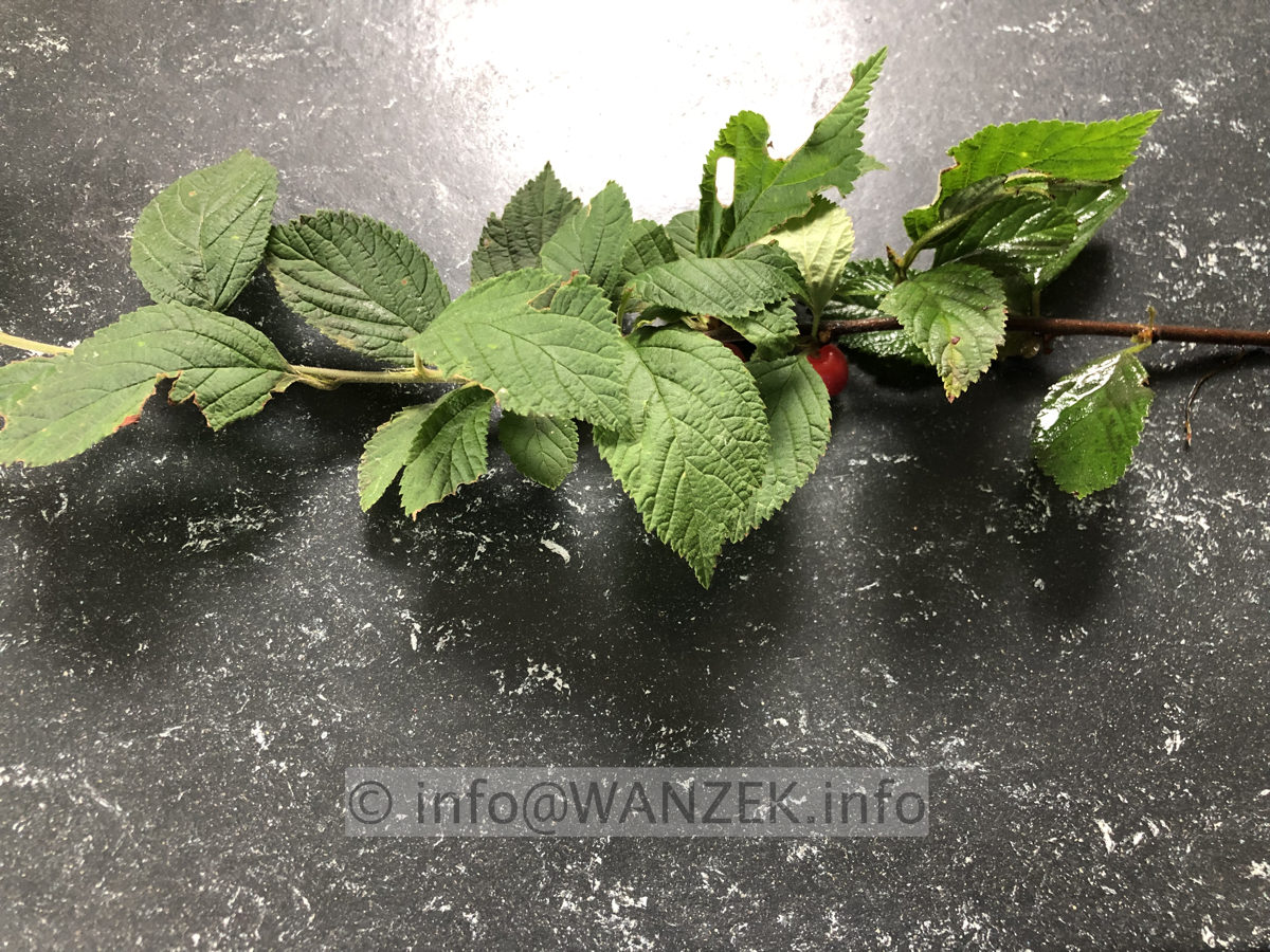 Prunus tomentosa 001.JPG